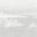 REEDS 2